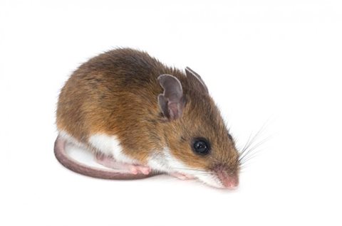 image of Deer Mouse for Identification Purposes